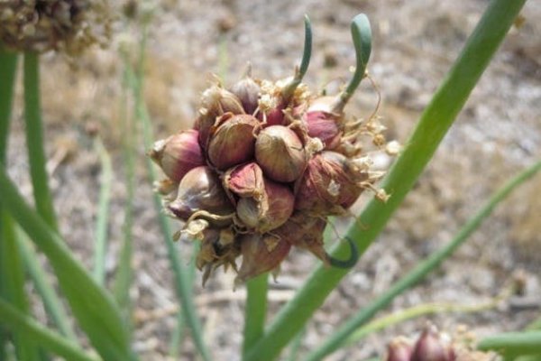 Кракен ссылка onion