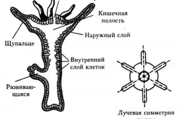 Ссылки сайтов даркнета